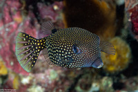 Ostracion meleagris (Spotted Boxfish)