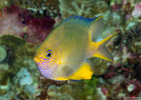 Amblyglyphidodon aureus (Golden Damsel)