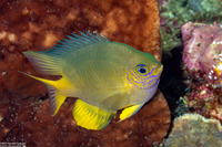 Amblyglyphidodon aureus (Golden Damsel)