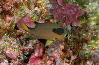 Anilocra sp.1 (Parasitic Isopod)