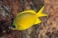 Chromis analis (Yellow Chromis)