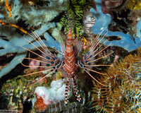 Pterois antennata (Spotfin Lionfish)