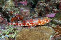 Synodus binotatus (Twospot Lizardfish)