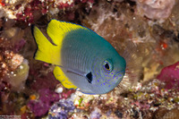 Pomacentrus nigromarginatus (Blackmargined Damsel)