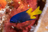 Pomacentrus philippinus (Philippine Damsel)