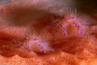 Lauriea siagiani (Hairy Squat Lobster)