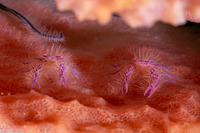 Lauriea siagiani (Hairy Squat Lobster)