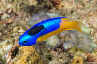 Anilocra sp.1 (Parasitic Isopod)