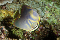 Chaetodon baronessa (Eastern Triangular Butterflyfish)