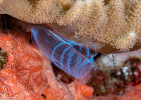 Rhopalaea crassa (Rhopalaea Crassa)