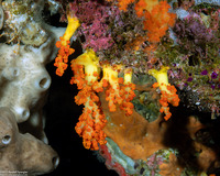 Dendronephthya sp.1 (Dendronephthya)