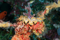 Hyotissa hyotis (Honeycomb Oyster)