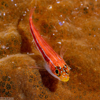 Helcogramma striata (Striped Triplefin)