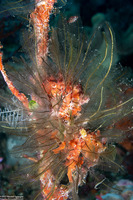 Gymnangium hians (Feather Hydroid)