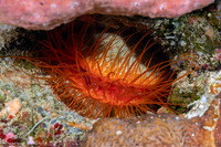 Ctenoides ales (Electric Fileclam)