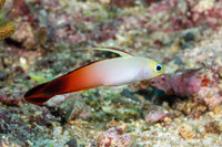 Nemateleotris magnifica (Fire Dartfish)
