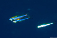 Pterocaesio randalli (Randall's Fusilier)