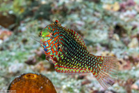 Macropharyngodon ornatus (Ornate Leopard Wrasse)