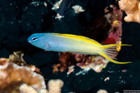 Meiacanthus atrodorsalis (Yellowtail Fangblenny)