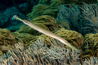 Aulostomus chinensis (Trumpetfish)