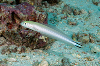 Malacanthus brevirostris (Flagtail Blanquillo)