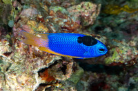 Anilocra sp.1 (Parasitic Isopod)