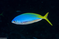 Caesio teres (Blue and Yellow Fusilier)