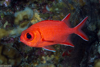 Myripristis vittata (Whitetip Soldierfish)