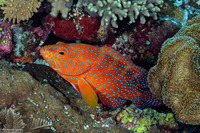 Cephalopholis miniata (Coral Grouper)