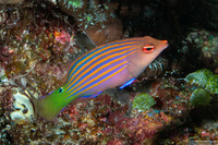 Pseudocheilinus hexataenia (Sixstripe Wrasse)