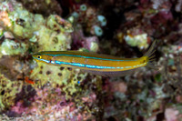 Plagiotremus rhinorhynchos (Bluestriped Fangblenny)