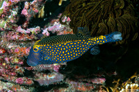 Ostracion meleagris (Spotted Boxfish)