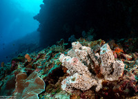 Liosina granularis (Lumpy Tube Sponge)