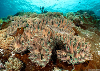 Sinularia sp.1 (Leather Coral)