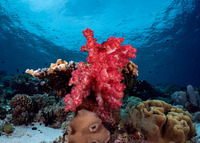 Dendronephthya sp.1 (Dendronephthya)