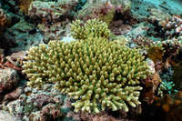 Acropora millepora (Scaly Acropora)