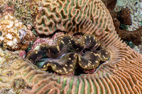 Tridacna crocea (Boring Giant Clam)