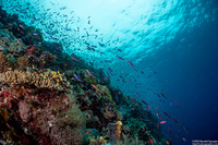 Pterocaesio randalli (Randall's Fusilier)