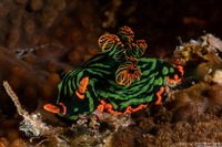 Nembrotha kubaryana (Kubaryana's Nembrotha)