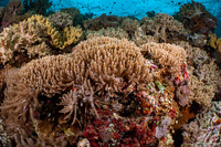 Paralemnalia thyrsoides (Paralemnalia Thyrsoides)