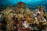 Pseudanthias bicolor (Bicolor Anthias)