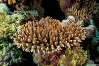 Acropora millepora (Scaly Acropora)