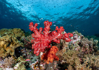 Dendronephthya sp.1 (Dendronephthya)