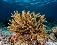 Acropora muricata (Common Staghorn Coral)