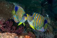 Pygoplites diacanthus (Regal Angelfish)