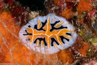 Reticulidia fungia (Mushroom Coral Reticulidia)