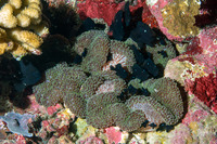 Stichodactyla mertensii (Merten's Carpet Anemone)