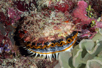 Spondylus varius (Variable Thorny Oyster)