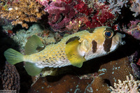 Diodon liturosus (Black-Blotched Porcupinefish)
