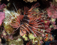 Pterois radiata (Clearfin Lionfish)